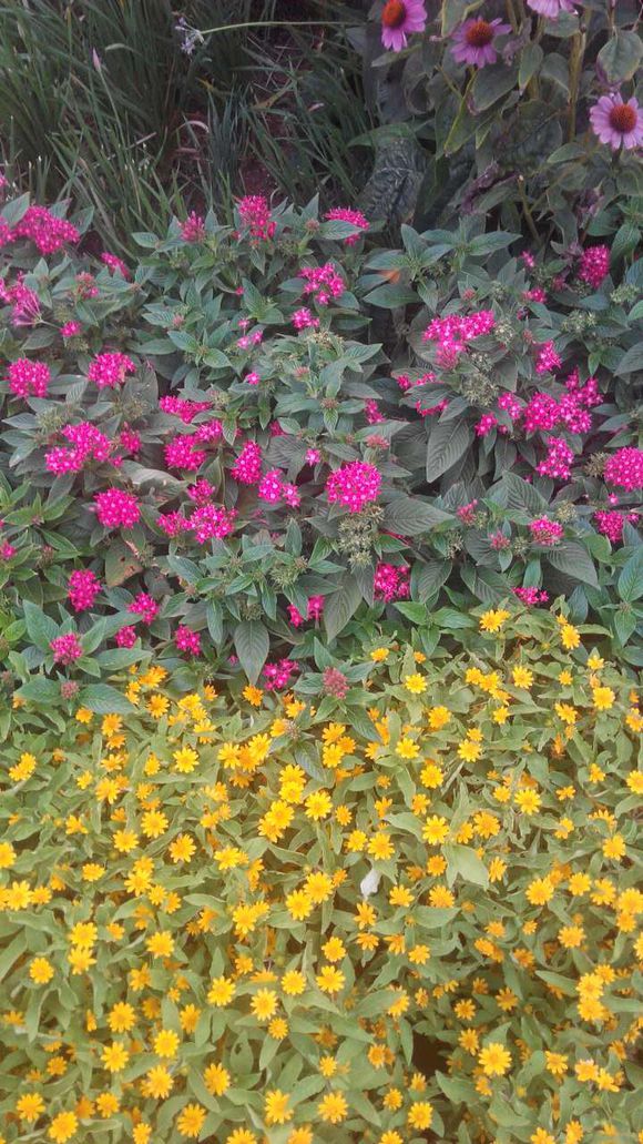花开正当时