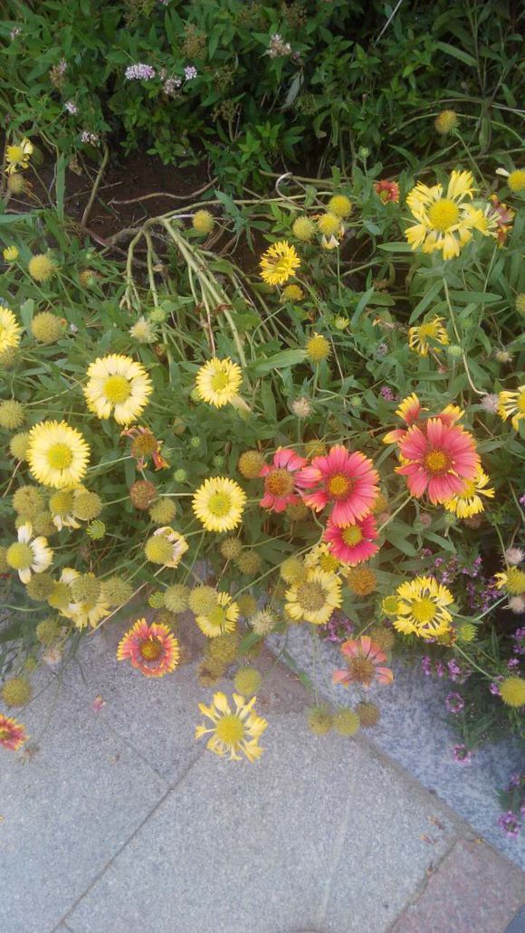 花开正当时