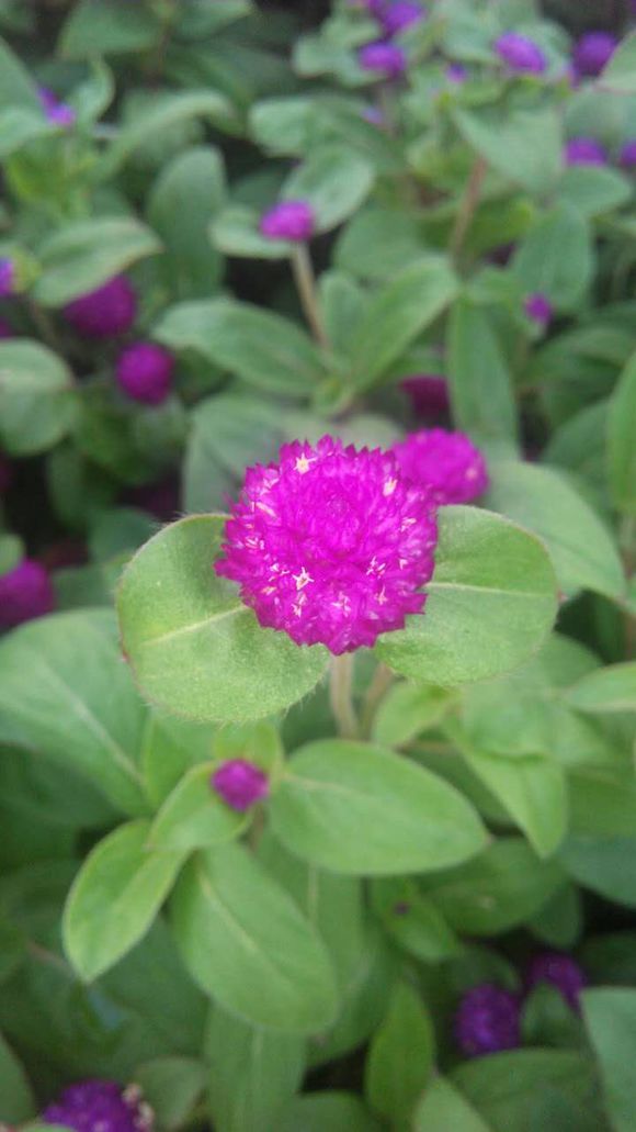花开正当时