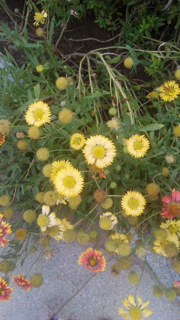 花开正当时
