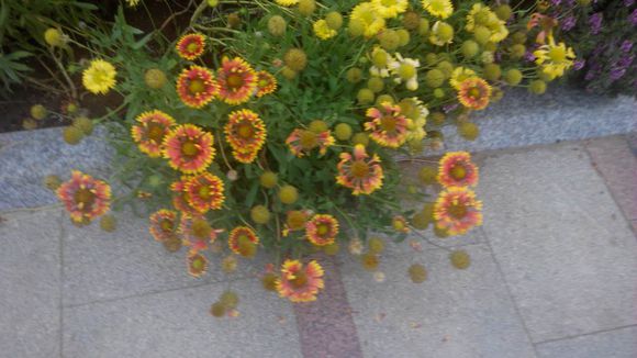 花开正当时