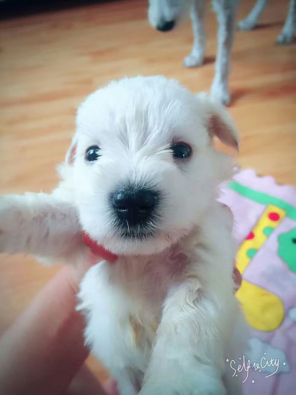 白色雪纳瑞宝宝1个月啦，随时可带走哦~