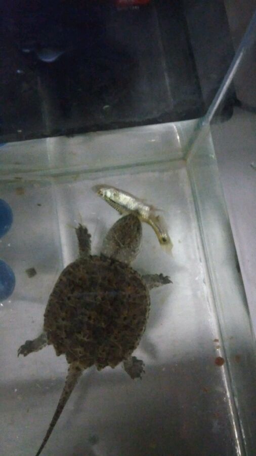 山科一学生卖个鳄龟