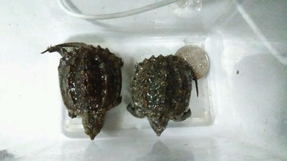 山科一学生卖个鳄龟