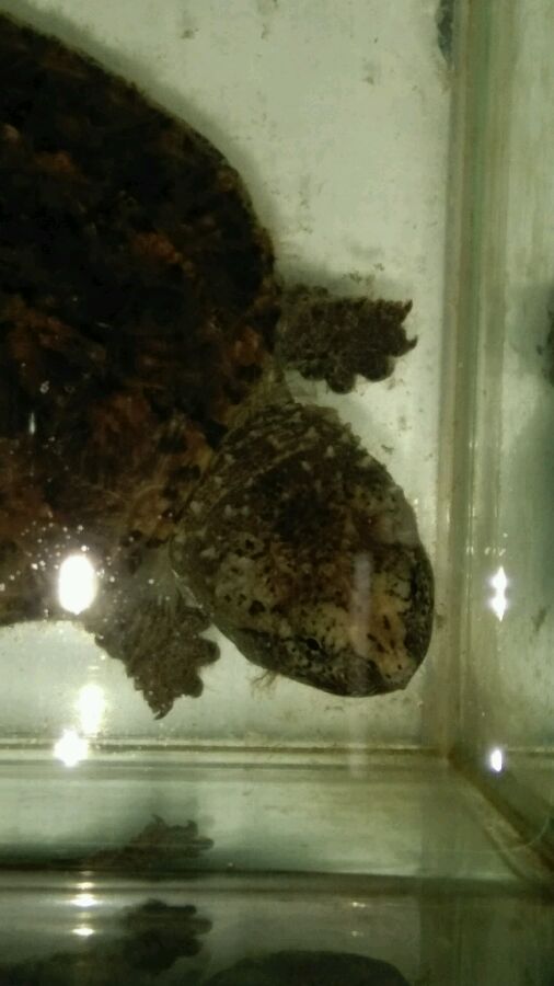 山科一学生卖个鳄龟