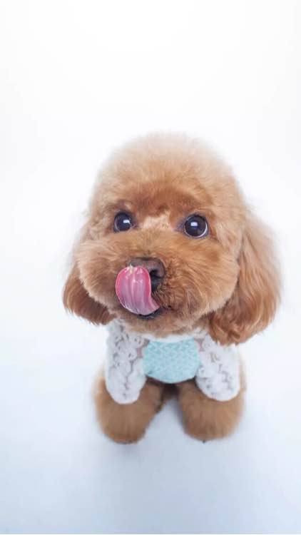 宠物犬医疗日常贴