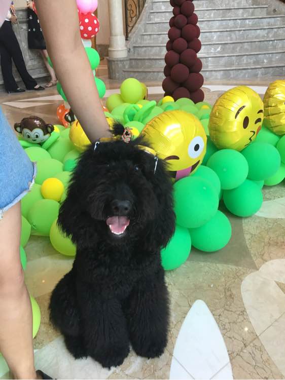 宠物犬医疗日常贴