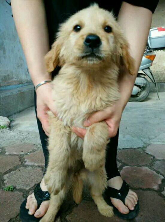 金毛犬三个月出售