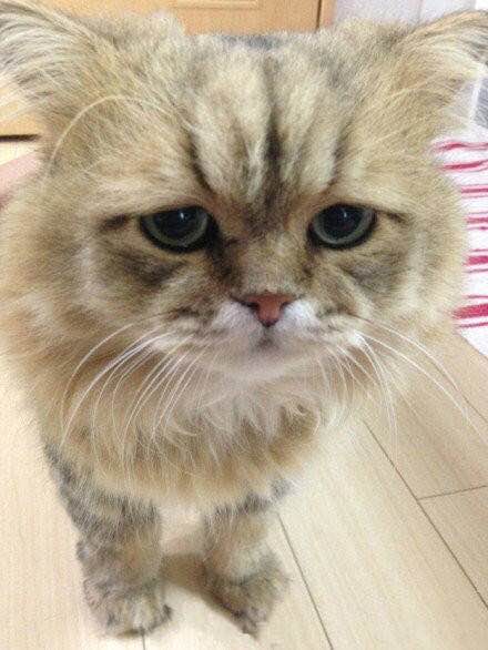 我家猫猫走丢了，有遇见的，重酬