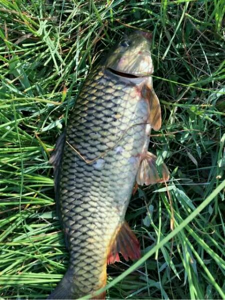 走一起钓鱼的不