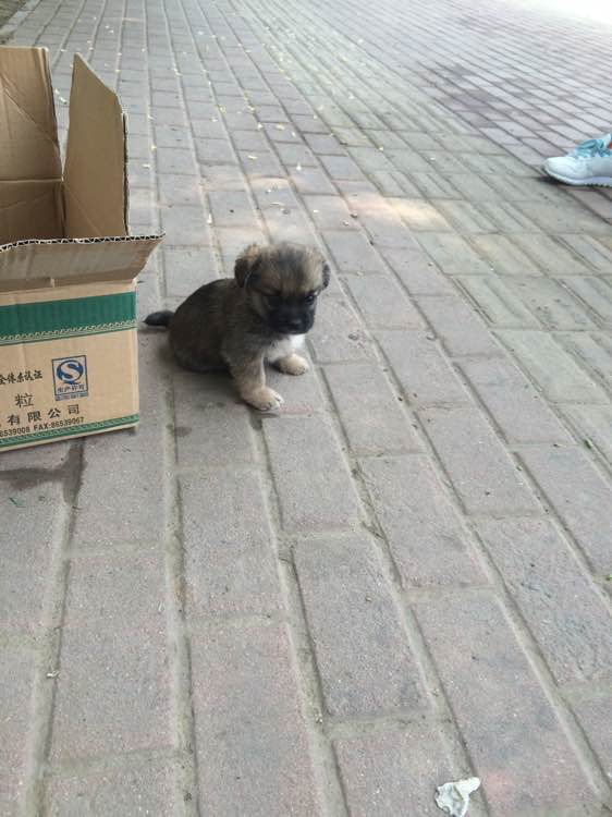 有喜欢小土狗的么