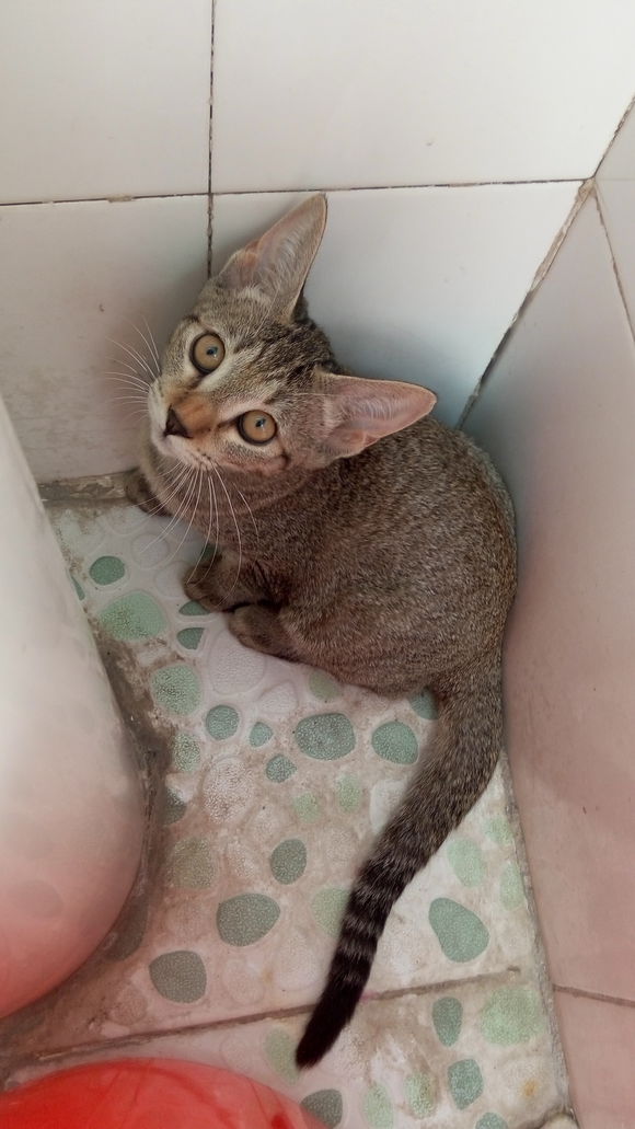 自家两只小猫，养不过来了。