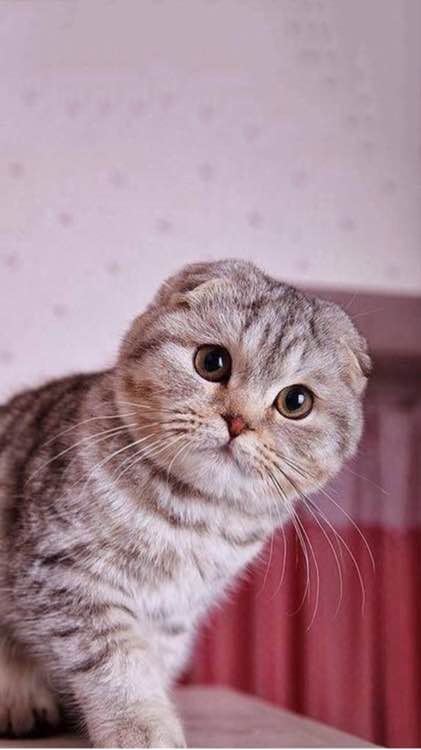 突然想养只小猫咯