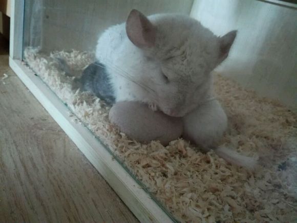 自己家养的龙猫粉白弟弟标会妹妹出手头一胎
