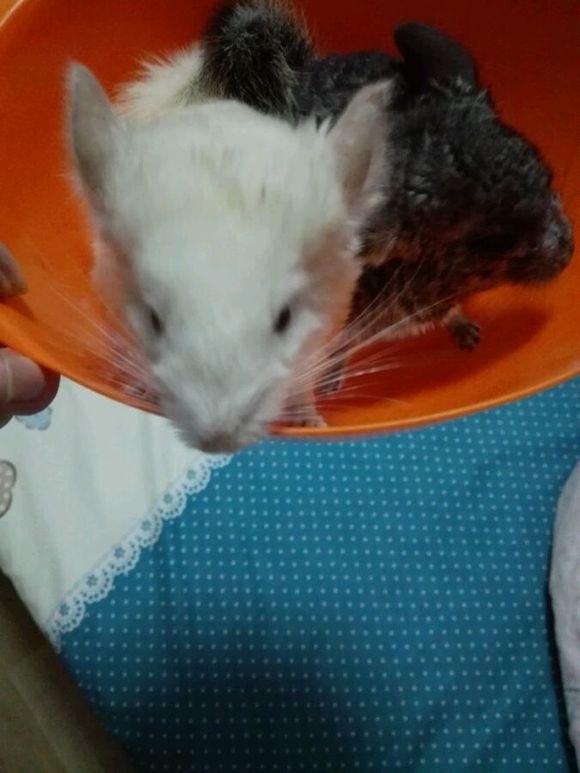 自己家养的龙猫粉白弟弟标会妹妹出手头一胎