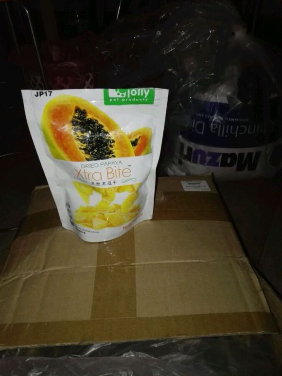 自己家养的龙猫粉白弟弟标会妹妹出手头一胎