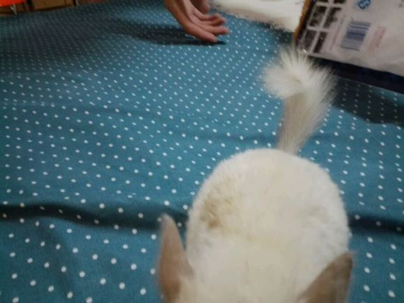 自己家养的龙猫粉白弟弟标会妹妹出手头一胎