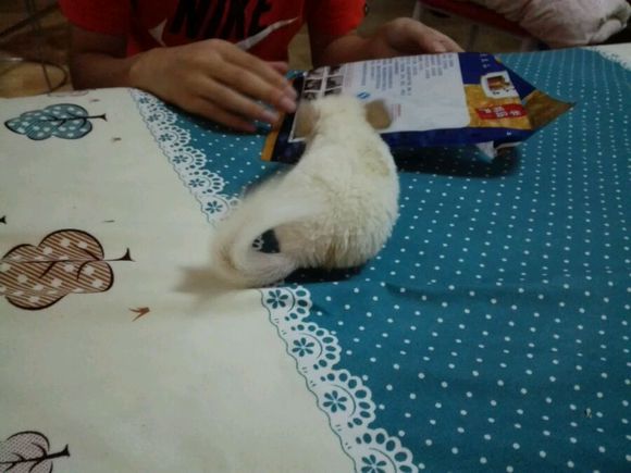 自己家养的龙猫粉白弟弟标会妹妹出手头一胎