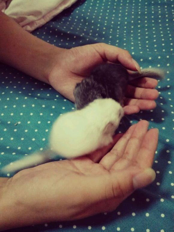 自己家养的龙猫粉白弟弟标会妹妹出手头一胎