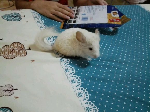 自己家养的龙猫粉白弟弟标会妹妹出手头一胎
