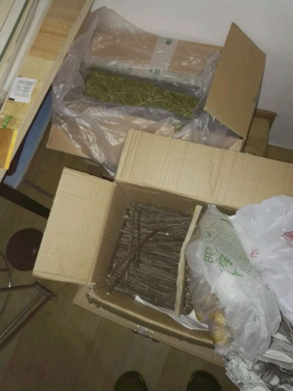 自己家养的龙猫粉白弟弟标会妹妹出手头一胎