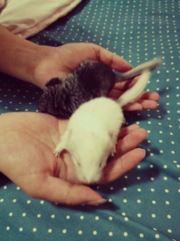自己家养的龙猫粉白弟弟标会妹妹出手头一胎