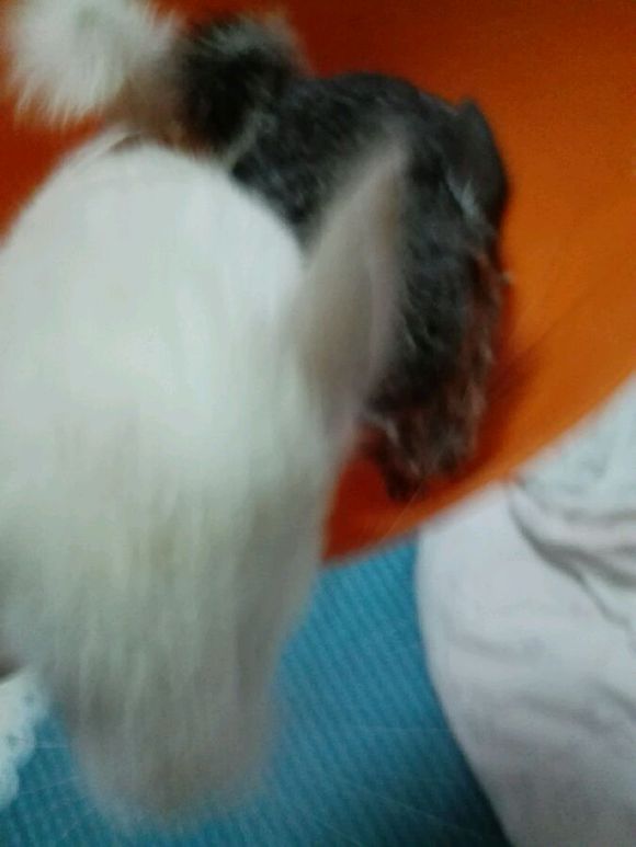 自己家养的龙猫粉白弟弟标会妹妹出手头一胎