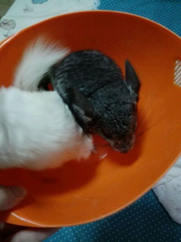 自己家养的龙猫粉白弟弟标会妹妹出手头一胎