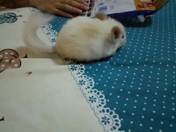 自己家养的龙猫粉白弟弟标会妹妹出手头一胎
