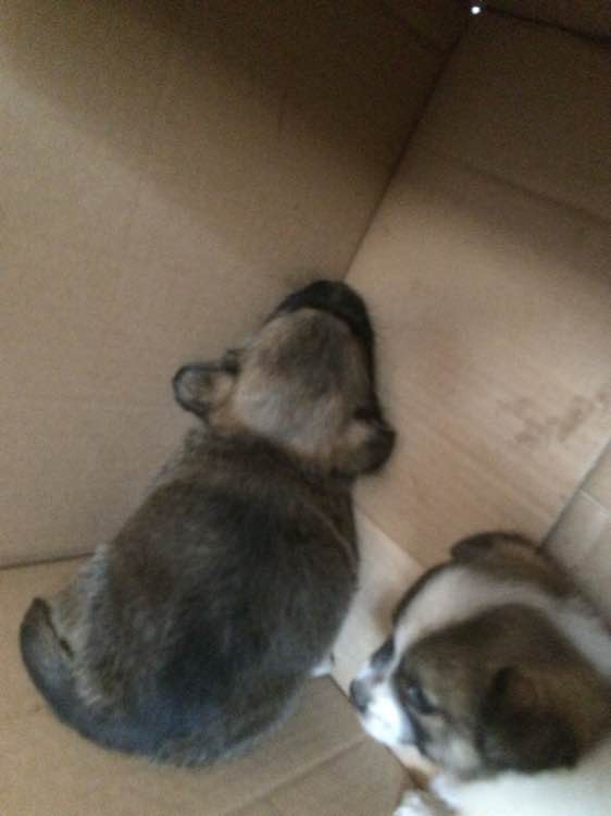 这狗狗睡姿也是没谁了