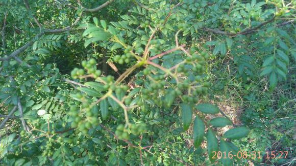 秋高气爽 登高望远