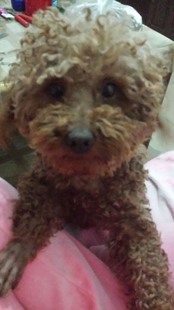 王台寻狗启示