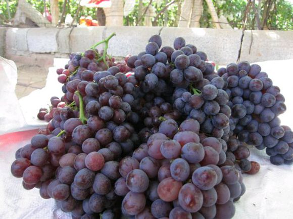 大泽山的葡萄