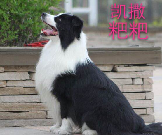 有时候一个人的时候有个狗狗也很好