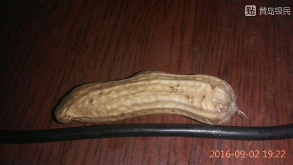 我又要煮花生了！