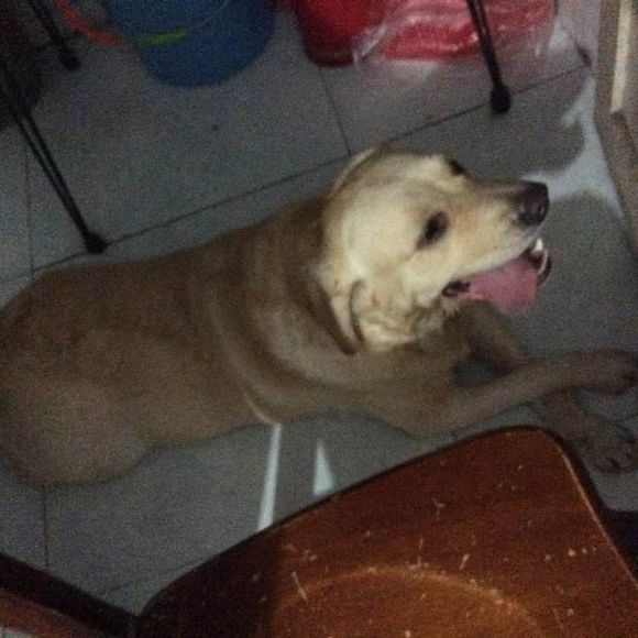 谁家丢狗狗了
