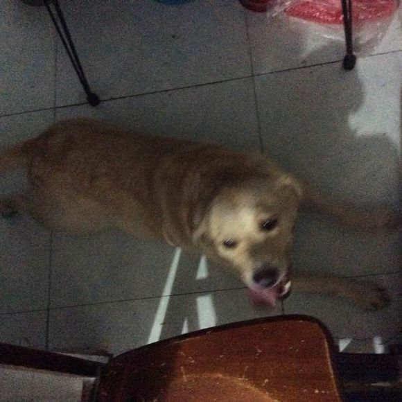 谁家丢狗狗了