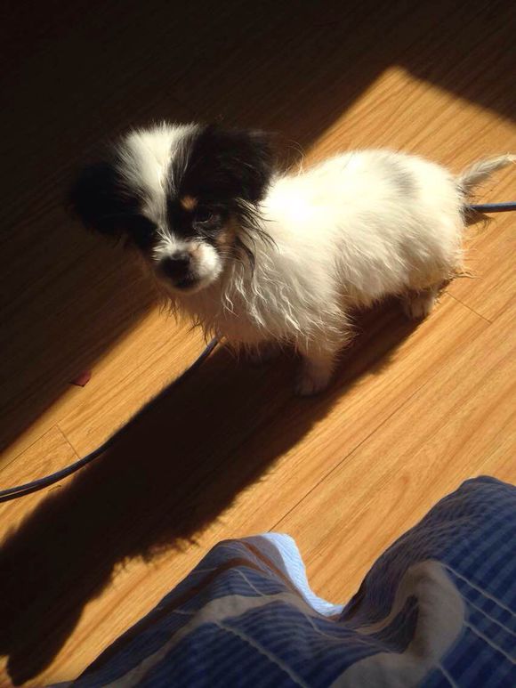 狗狗免费领养