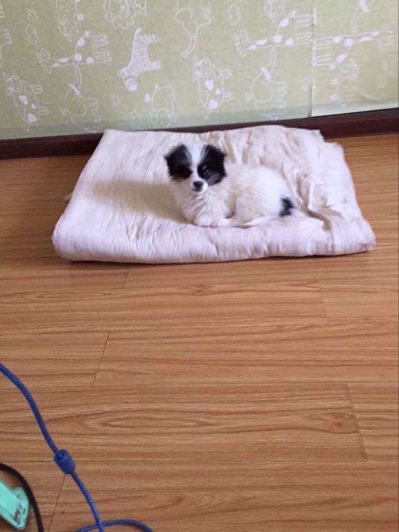 狗狗免费领养