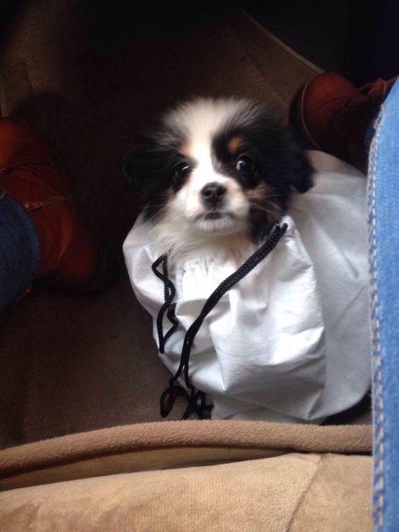 狗狗免费领养