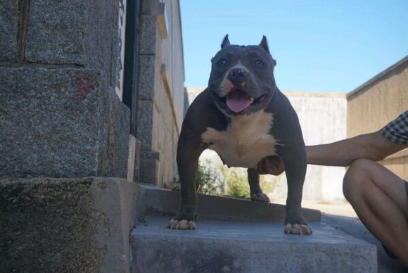 恶霸犬跟英牛