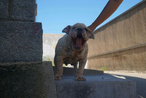 恶霸犬跟英牛
