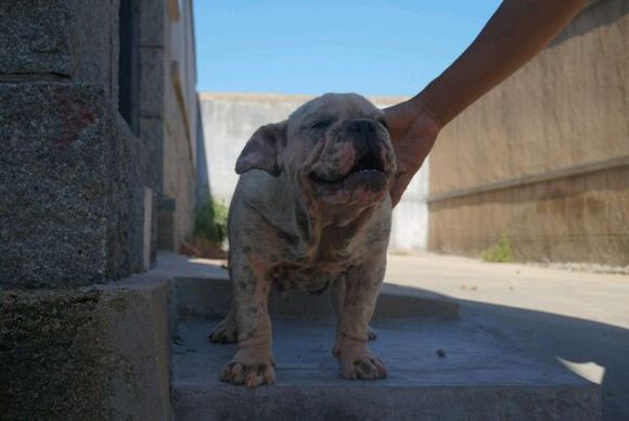 恶霸犬跟英牛