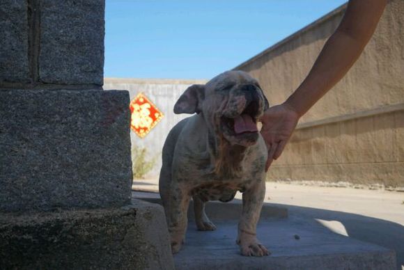 恶霸犬跟英牛