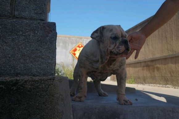 恶霸犬跟英牛
