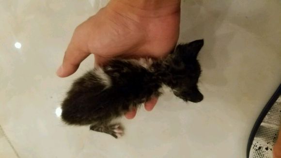 小猫求带走