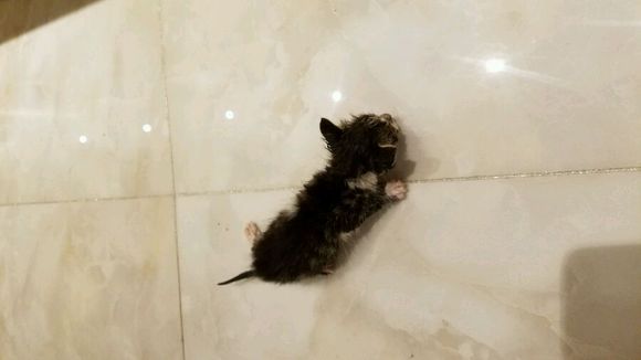 小猫求带走