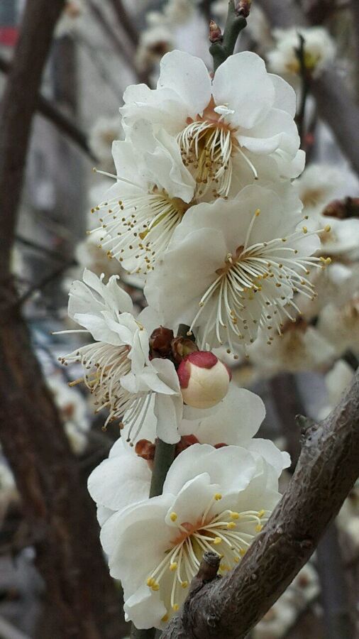 春分