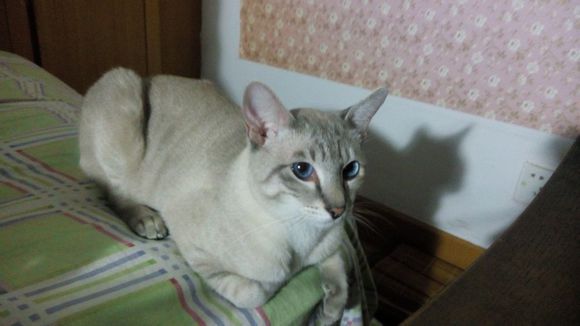 黄岛寻猫，约一个周前在青云山路康大观邸小区走失踪的