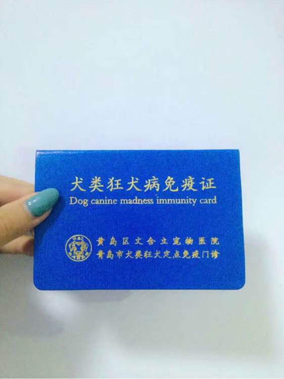 朋友两个月边牧因工作原因不能养了，转卖
